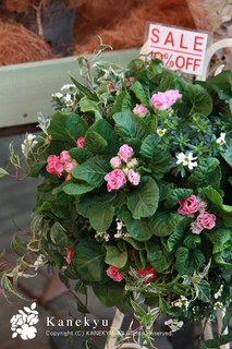 20110108j.jpg