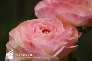 20110109g.jpg