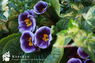 20110110i.jpg