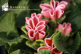 20110110k.jpg