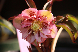 20110222b.jpg