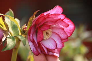 20110222dd.jpg