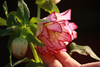 20110222g.jpg