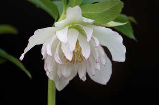20110224ccc.jpg