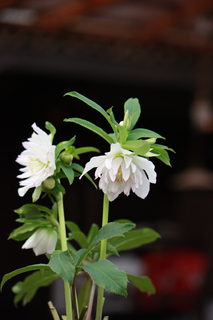 20110224cccc.jpg