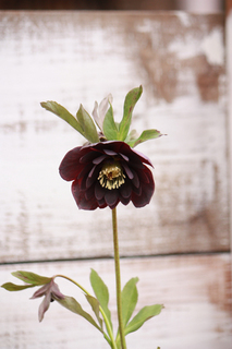 20110224ffff.jpg