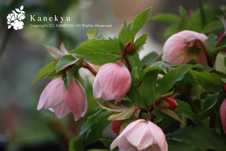 20110225b.jpg