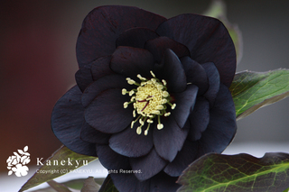 20110227c.jpg
