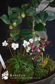 20110304ddd.jpg