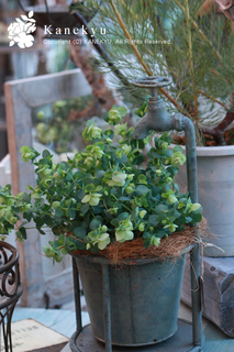 20110305d.jpg