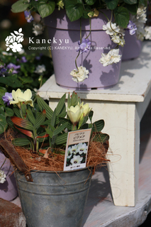 20110306c.jpg