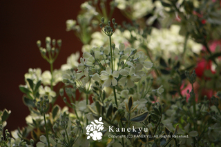 20110306h.jpg