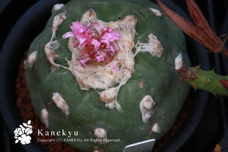 20110309d.jpg