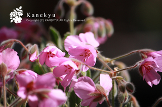 20110329c.jpg