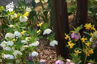 20110329d.jpg