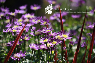 20110331f.jpg