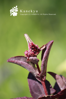 20110331i.jpg