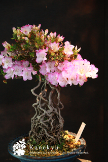 20110516h.jpg