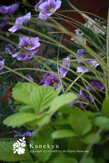 20110522b.jpg
