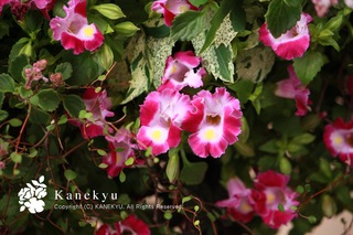 20110526b.jpg