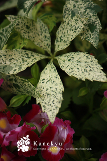 20110526d.jpg