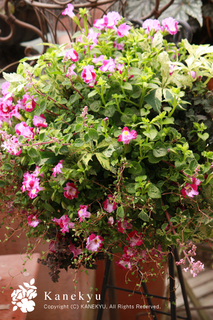 20110526e.jpg