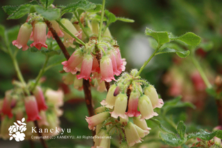 20110527b.jpg