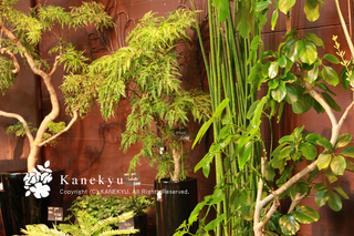 20110529c.jpg
