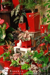 20110529g.jpg