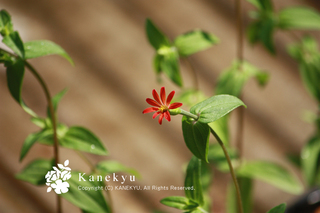20110706b.jpg