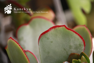 20110708e.jpg