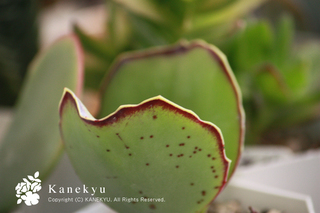 20110708g.jpg