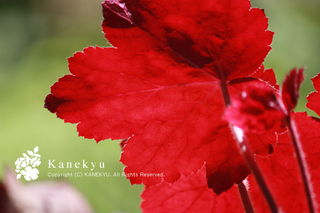 20110709b.jpg
