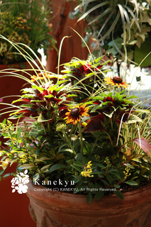 20110710a.jpg