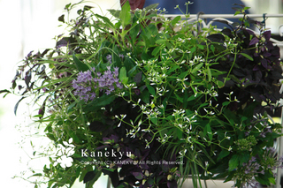 20110710c.jpg