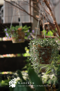 20110710f.jpg