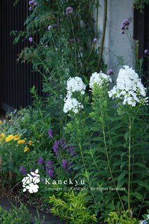 20110713f.jpg