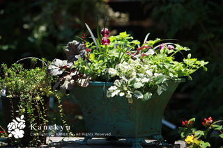 20110714a.jpg