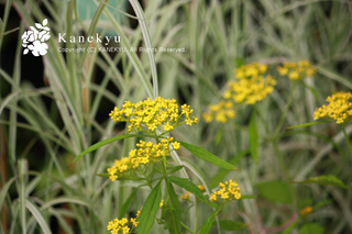 20110716h.jpg