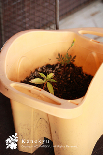 20110717b.jpg