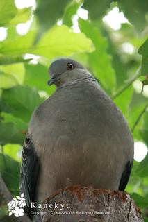 20110721c.jpg