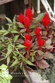20110907n.jpg