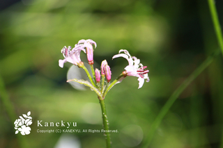 20110908a.jpg
