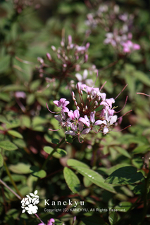20110908b.jpg