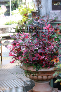 20110908f.jpg