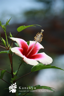 20110910d.jpg