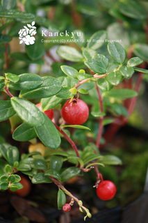20110910v.jpg