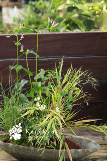 20110914d.jpg