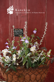 20110920f.jpg