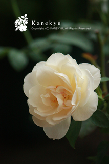 20110921a.jpg